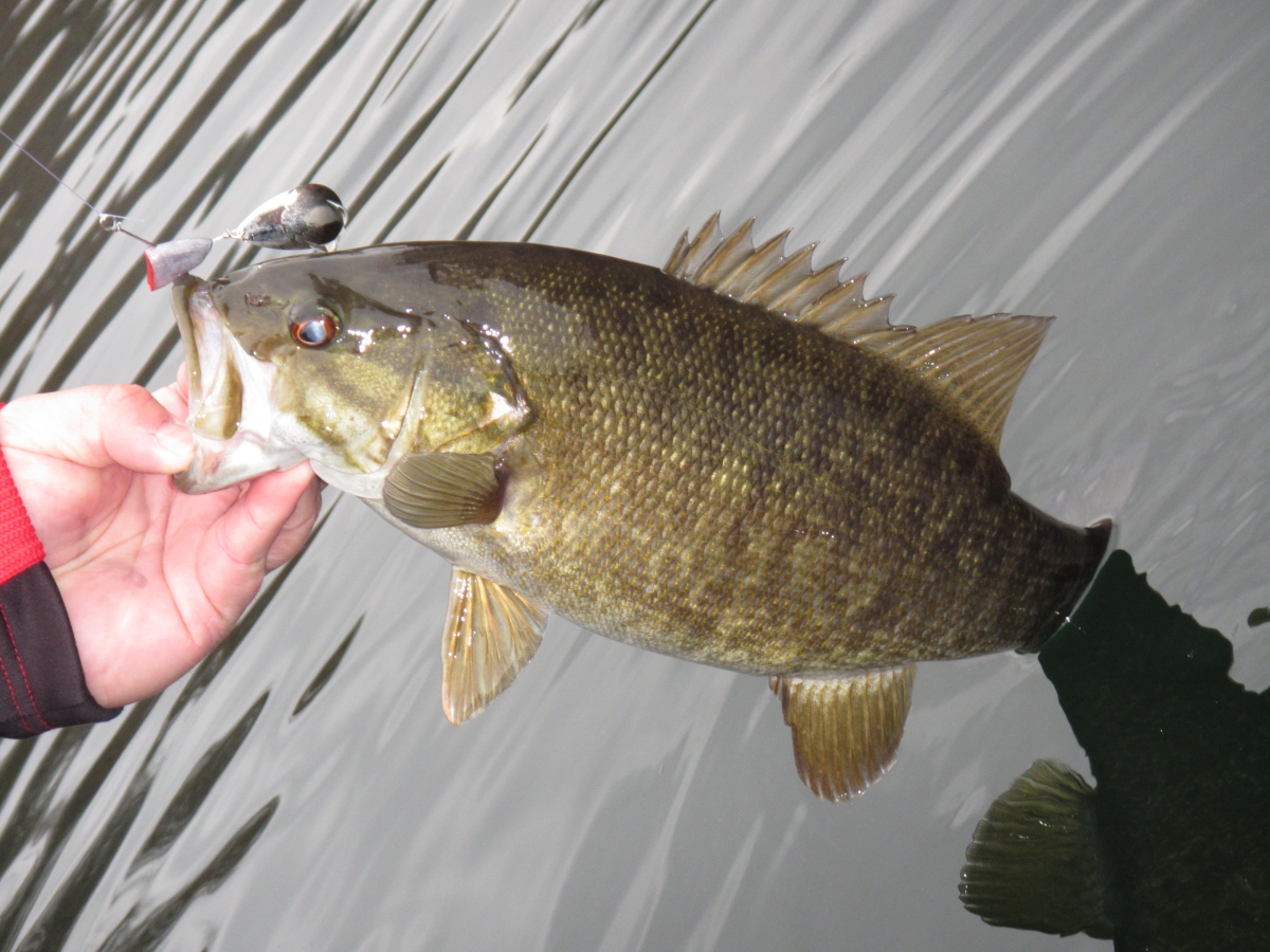 Two State Resort Parks to Visit for Christmas Break Smallmouth